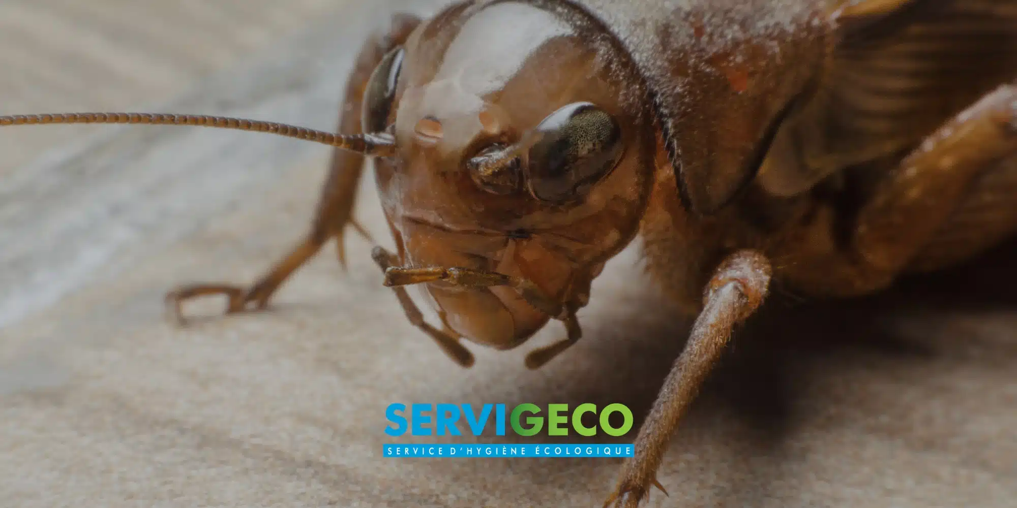 Blattes en milieu professionnel risques sanitaires, impacts et solutions durables