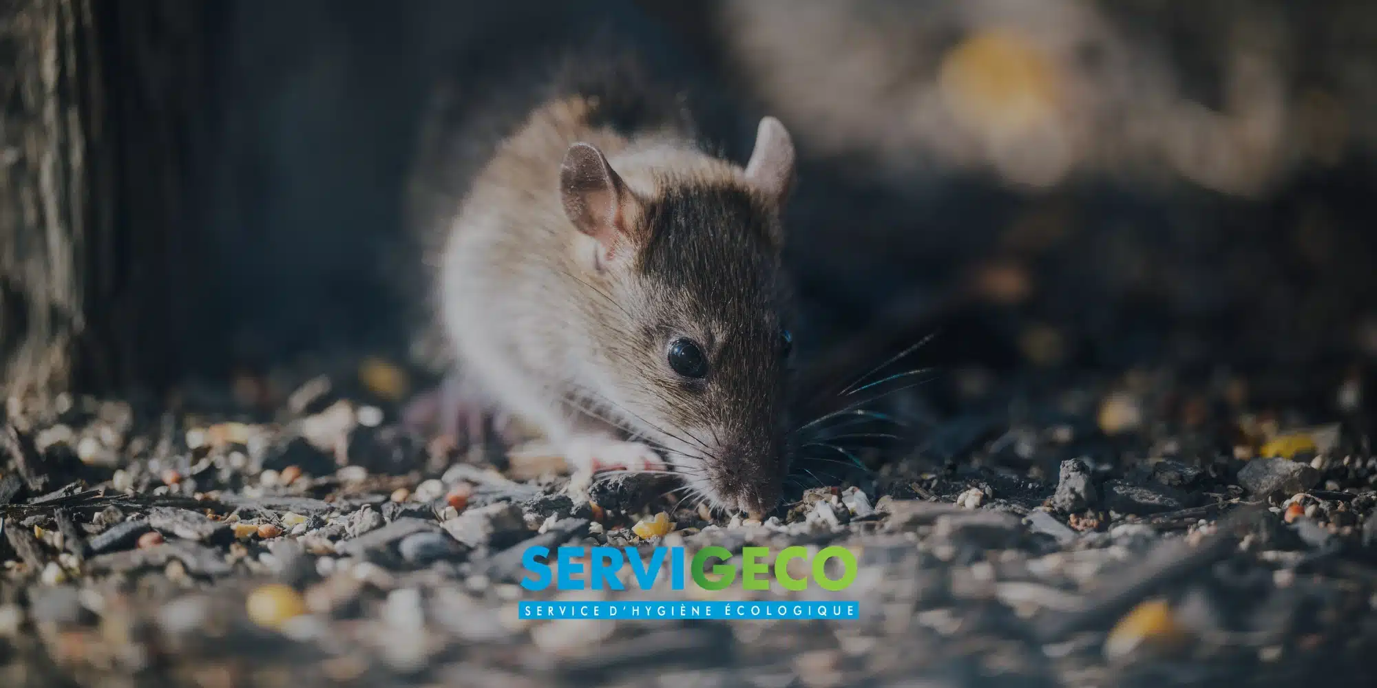 Rats comprendre leur comportement pour protéger efficacement vos bâtiments