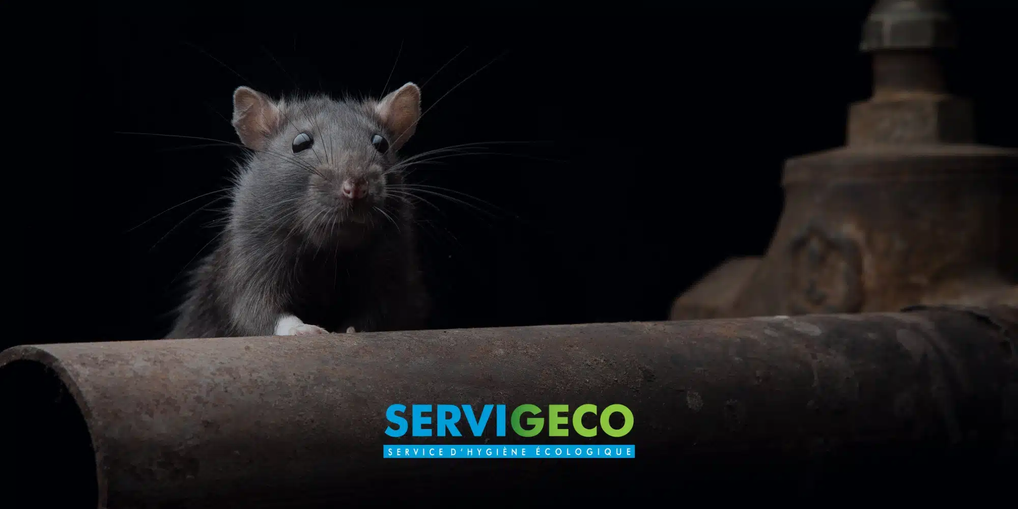 Rats et souris quels dangers pour votre santé et vos locaux