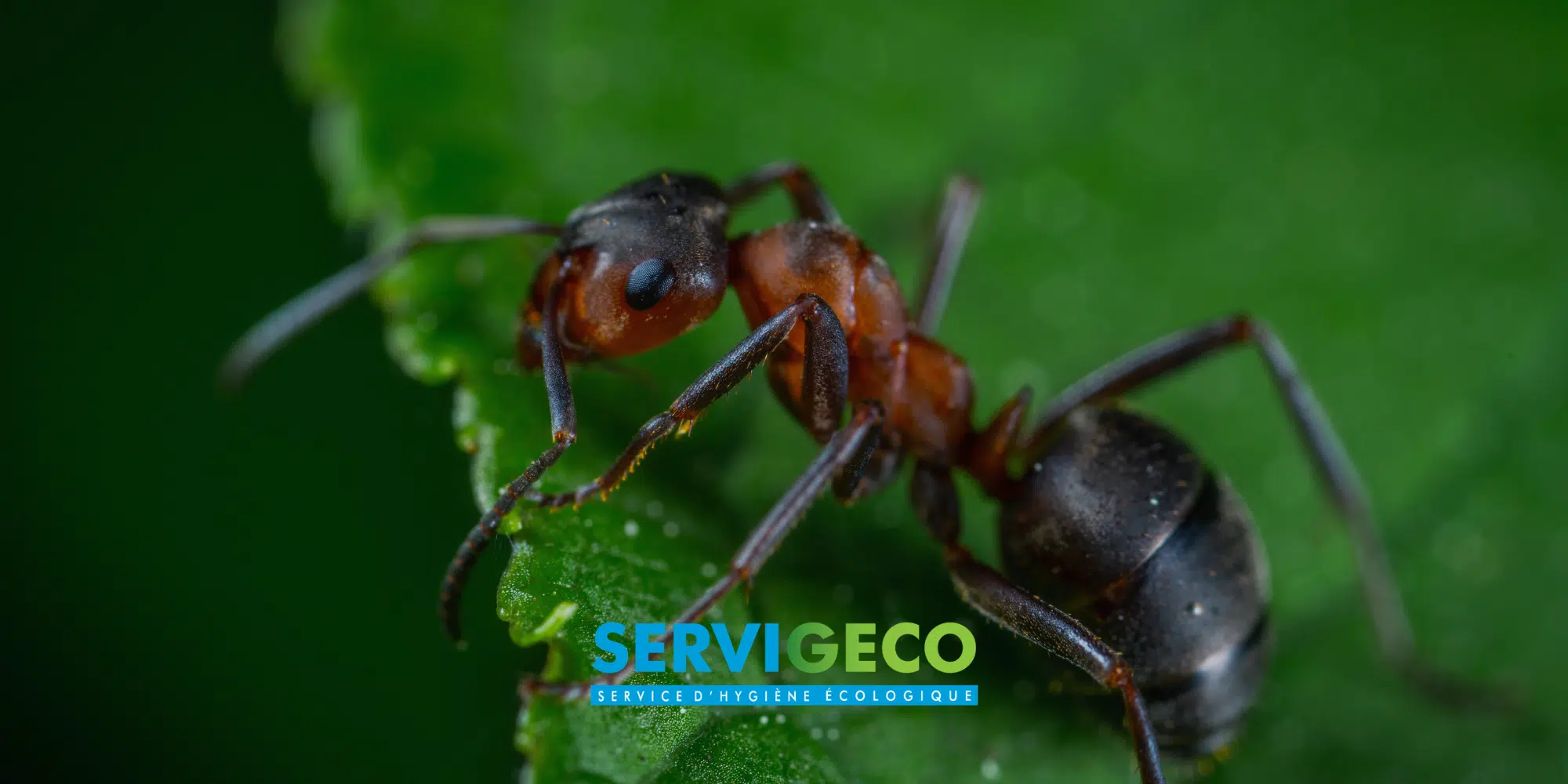 traitement fourmis